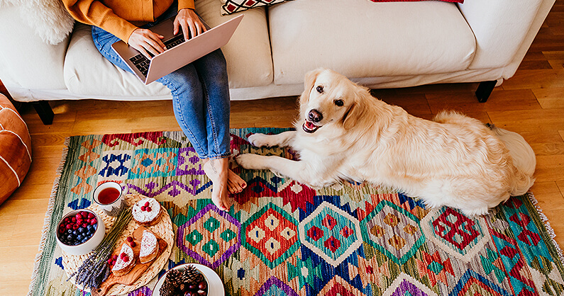 Colourful rug with dog and couch